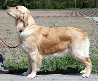 Queena
